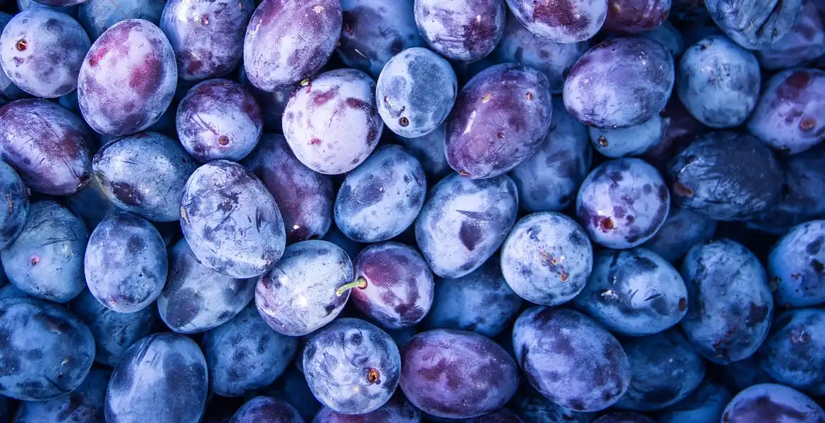 plums for making wine