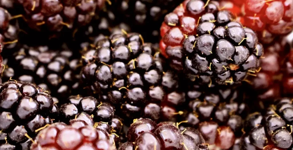 boysenberries for wine