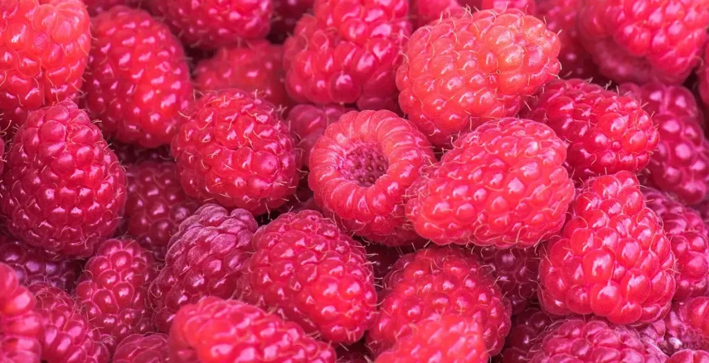 raspberries for wine