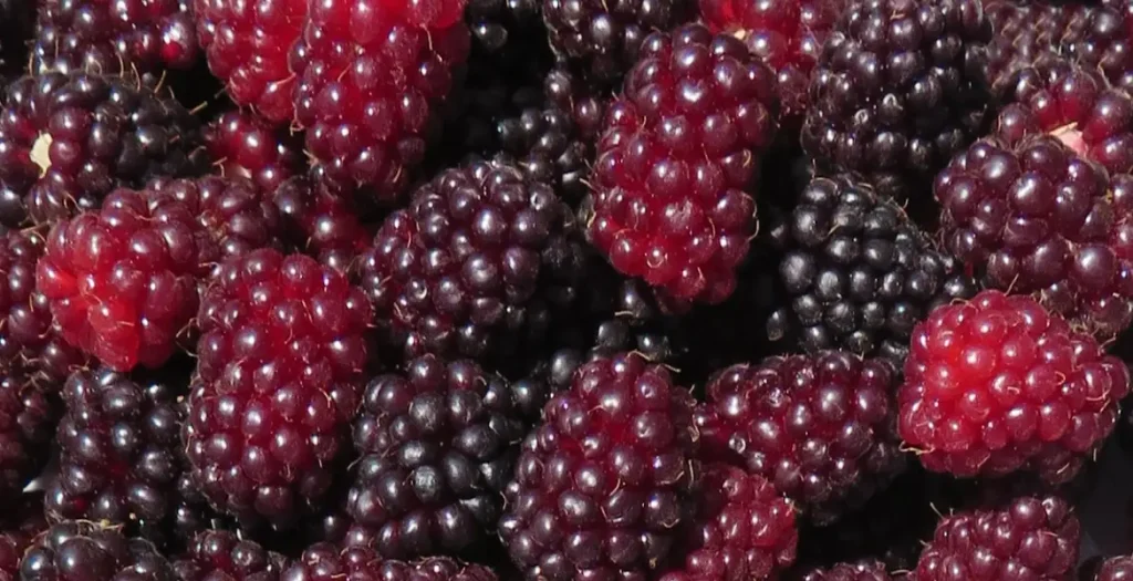Loganberries for Homemade Wine Recipe on Fermentistry.com