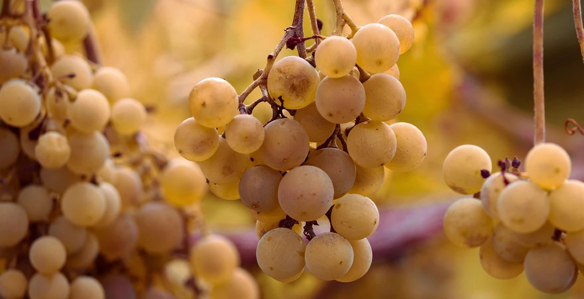 Best Wine Yeast for Home Winemaking: Top Strains